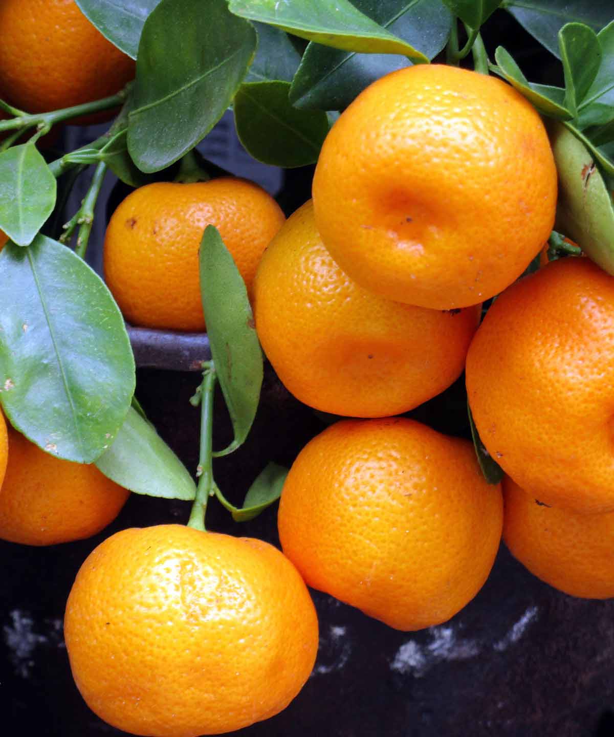 Murcott Tangerine