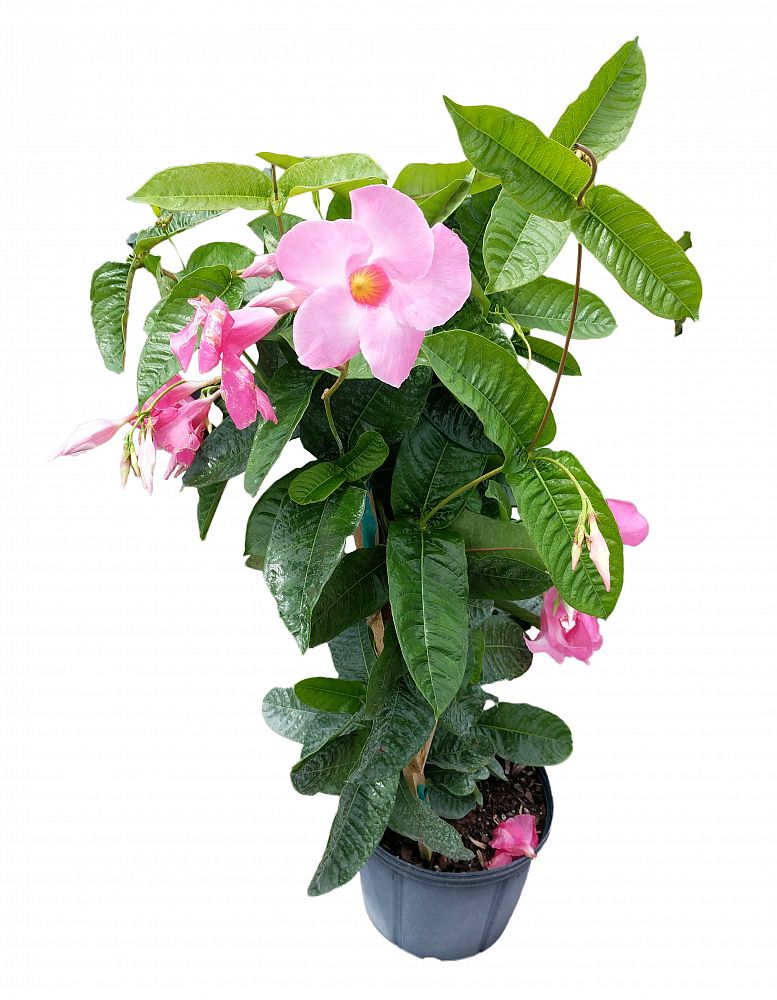 Buy Mandevilla Pink, Dipladenia Free Shipping over 100