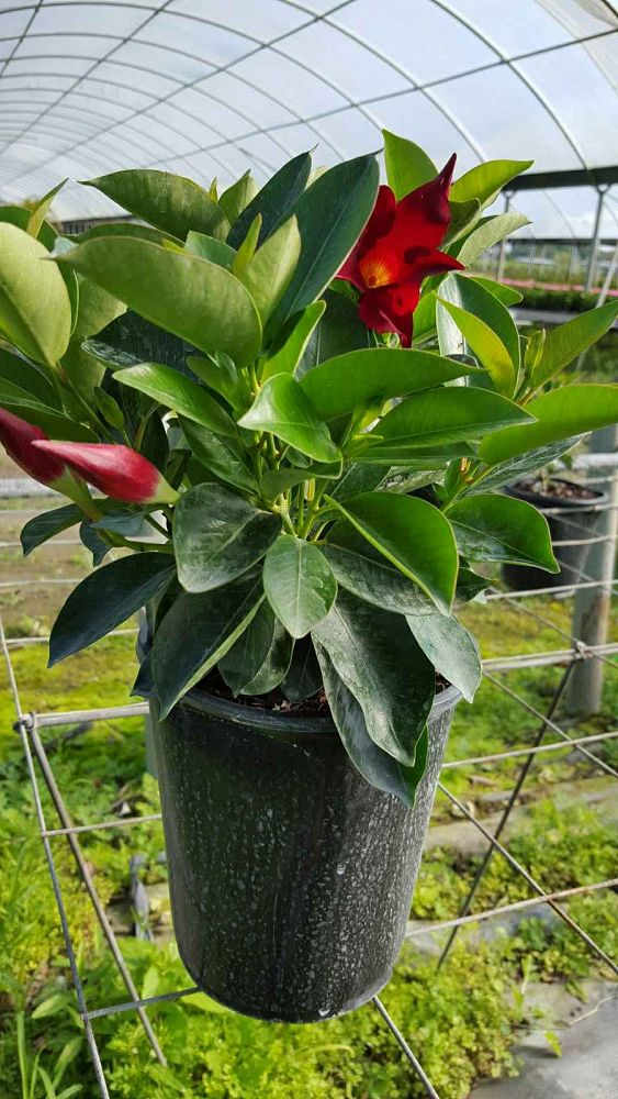 Mandevilla Red, Dipladenia PlantVine