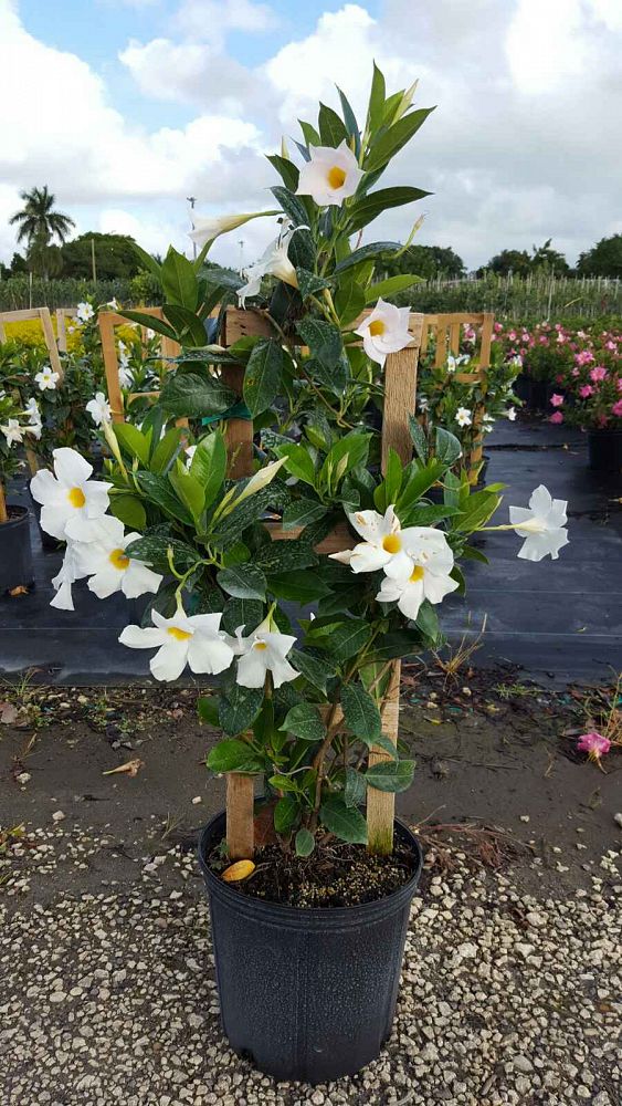 Mandevilla White, Dipladenia PlantVine