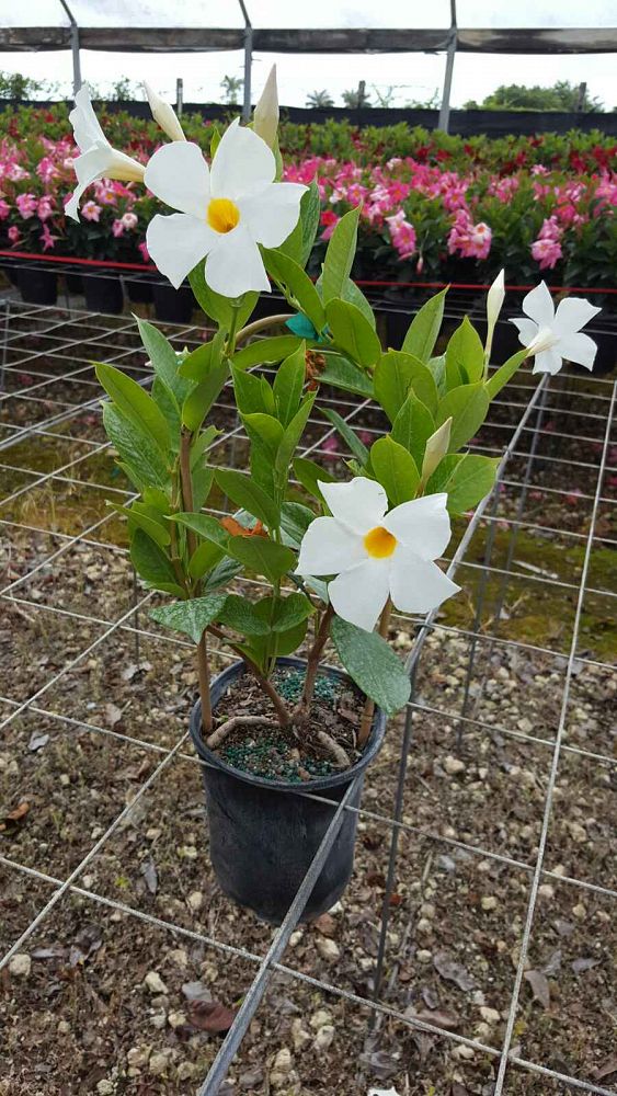 White Spots On Mandevilla Plant