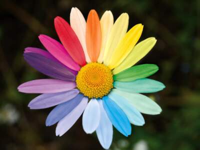 Rainbow flowers