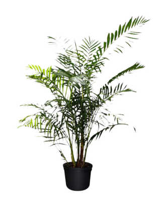 maya palm extra large