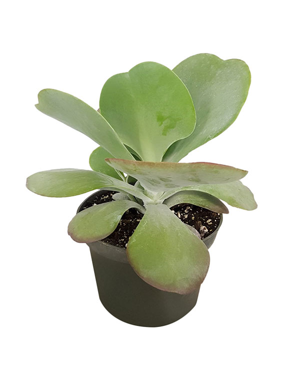 Buy Kalanchoe thyrsiflora 'Flapjack' Free Shipping over 100