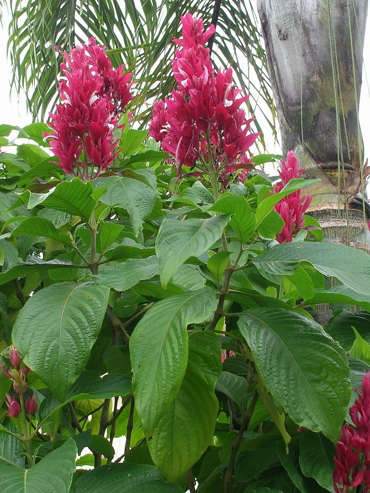 Megaskepasma erythrochlamys, Brazilian Red Cloak PlantVine
