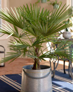 Washingtonia robusta