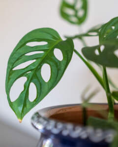 Monstera Adansonii