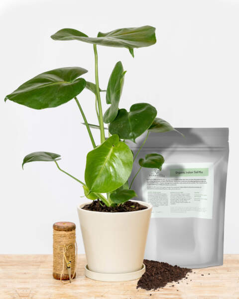 Monstera Bundle