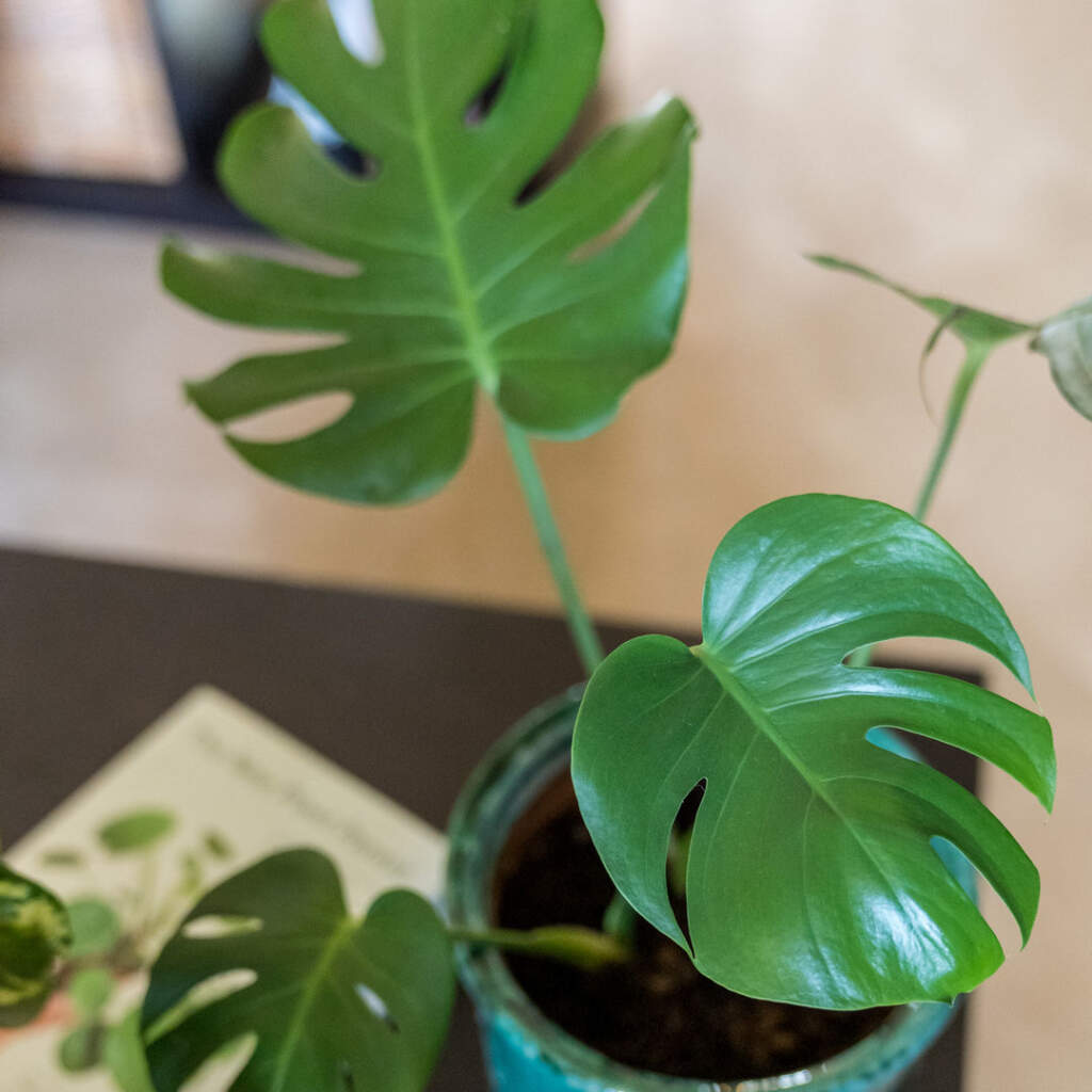 monstera deliciosa swiss cheese vine