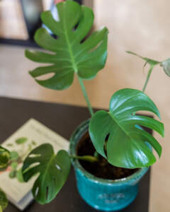 Monstera deliciosa