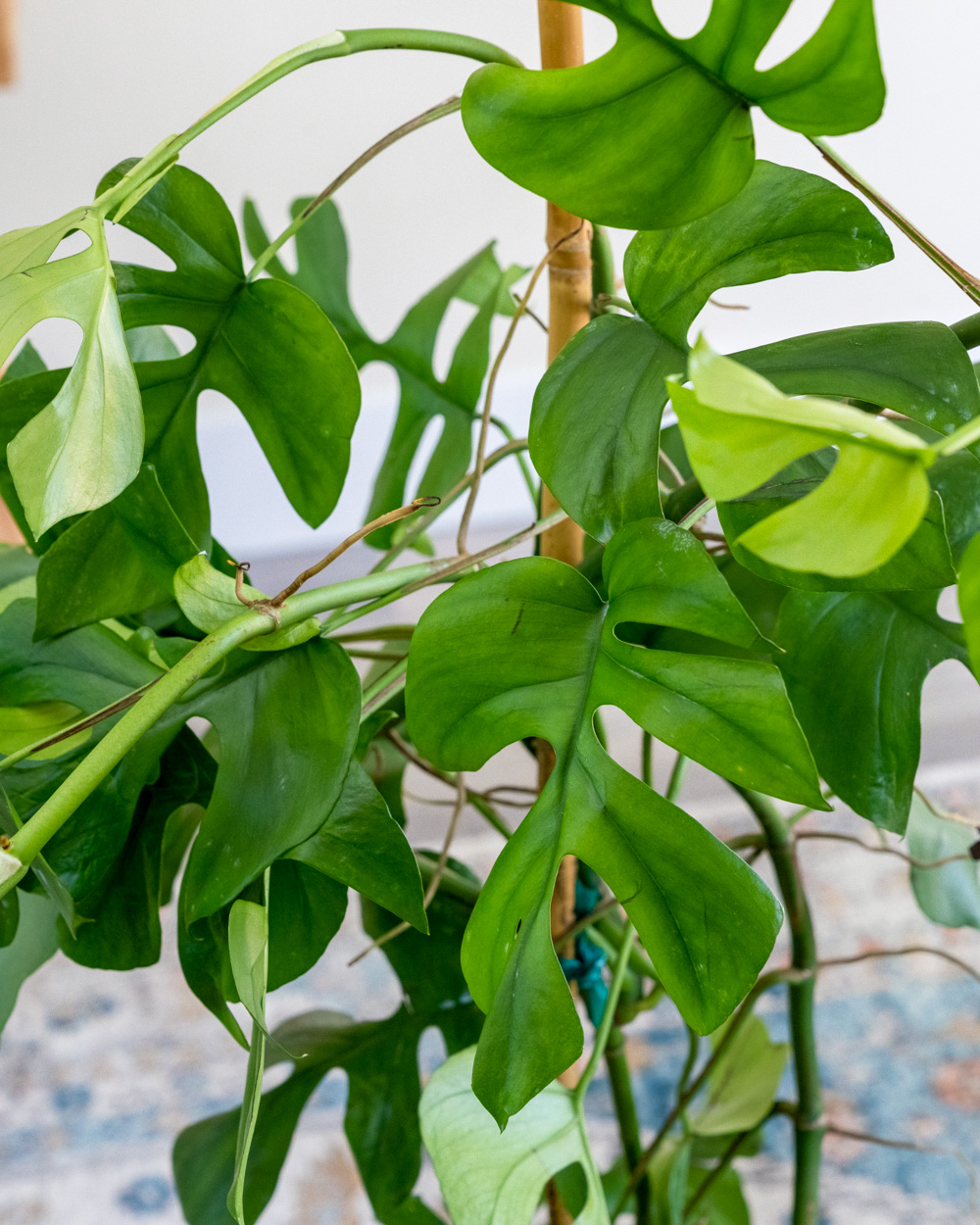 Rhaphidophora tetrasperma, Monstera 'Ginny' | PlantVine