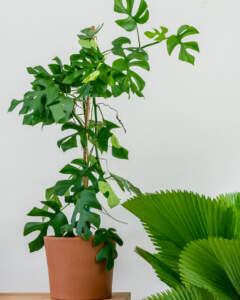 Rhaphidophora Tetrasperma