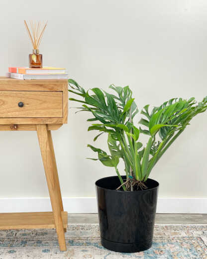 monstera pinnatipartita