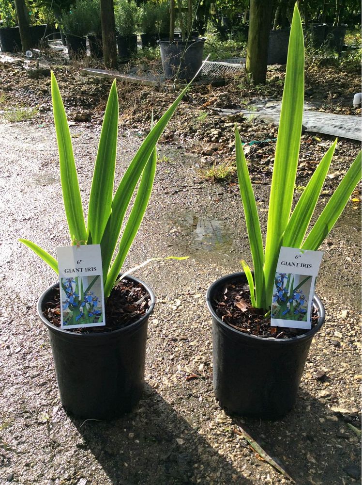 Neomarica caerulea 'Regina', Regina Iris, Giant Apostle's Iris PlantVine