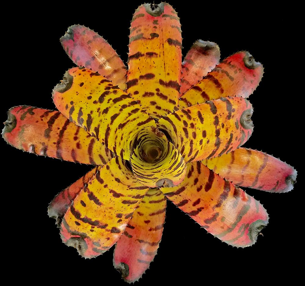 buy-neoregelia-tiger-bromeliad-free-shipping-over-100