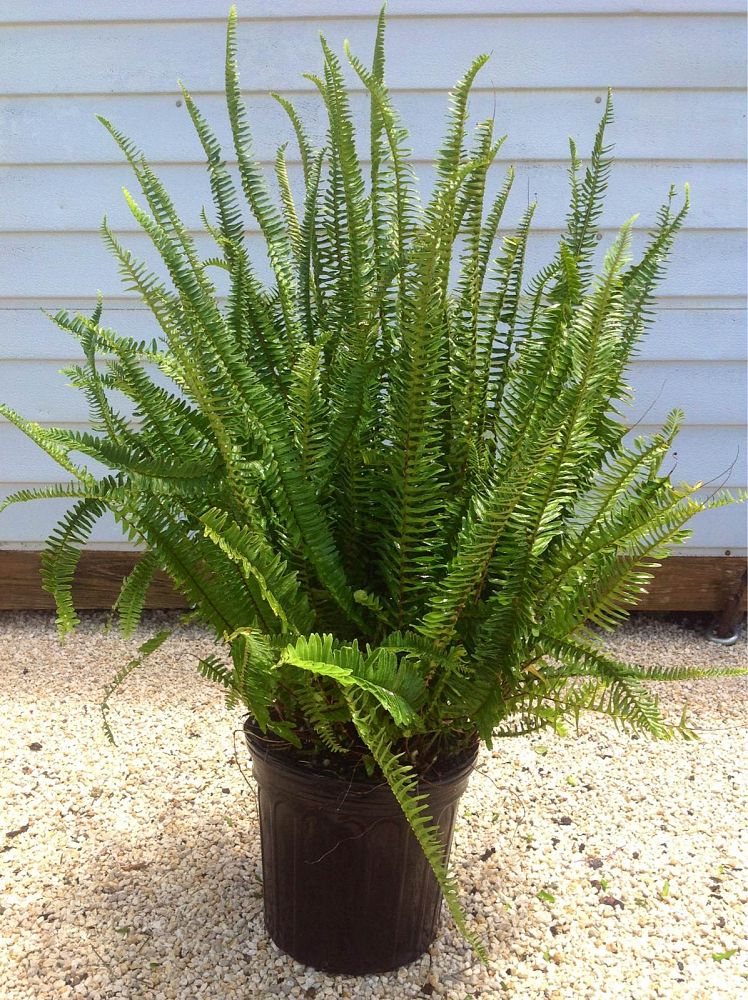 Nephrolepis obliterata �Kimberly Queen�, Kimberly Queen