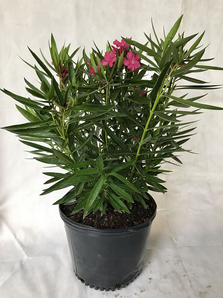 Oleander For Sale