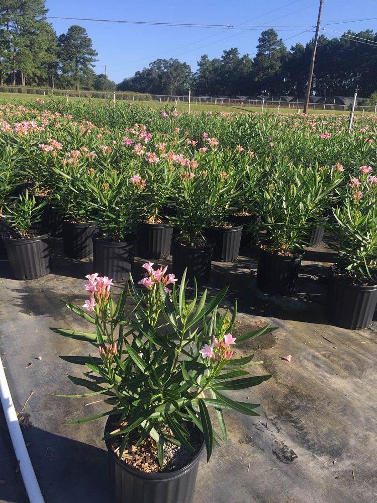 Nerium oleander 'Petite Pink', Oleander | PlantVine