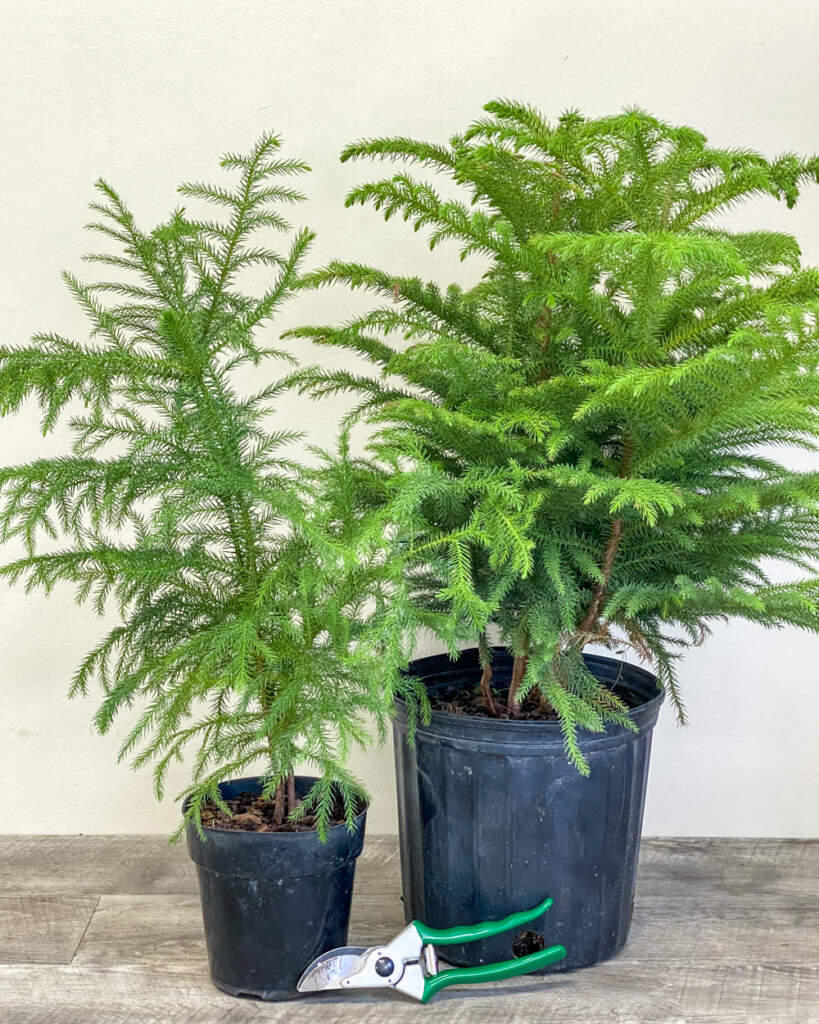 Norfolk Island Pine, Araucaria heterophylla