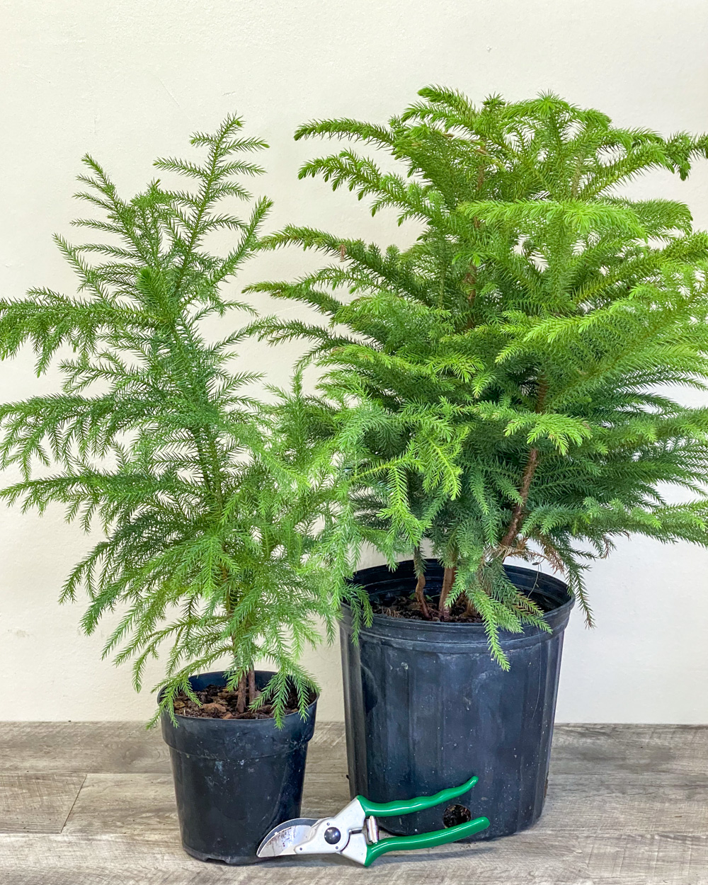 Buy Norfolk Island Pine Araucaria Heterophylla Free Shipping Over 100 Buy Norfolk Island Pine Araucaria Heterophylla Free Shipping Over 100