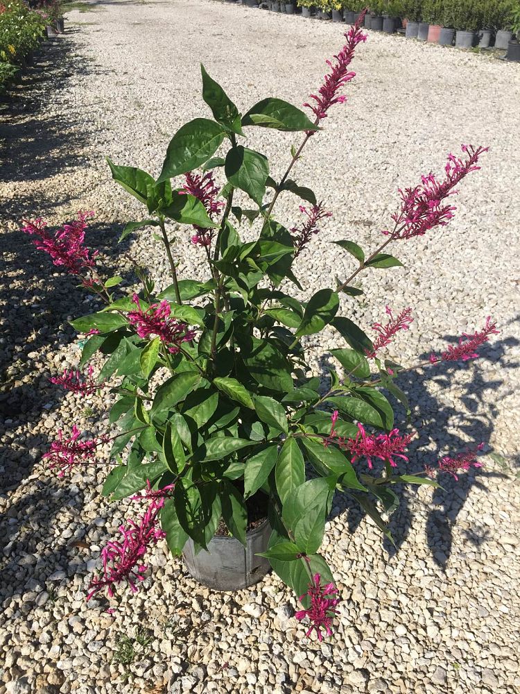 Odontonema callistachyum, Purple Firespike PlantVine