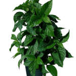 odontonema callistachyum purple firespike large