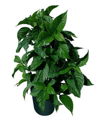 odontonema callistachyum purple firespike large