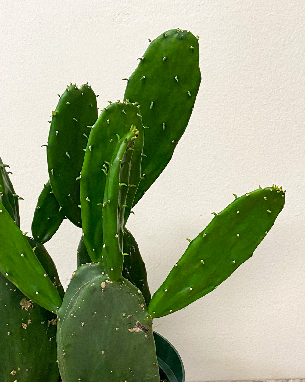 Buy Opuntia, Cactus Free Shipping over 100