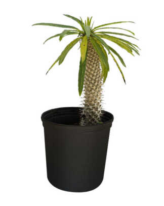 pachypodium lamerei madagascar palm large