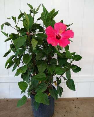 painted lady hibiscus