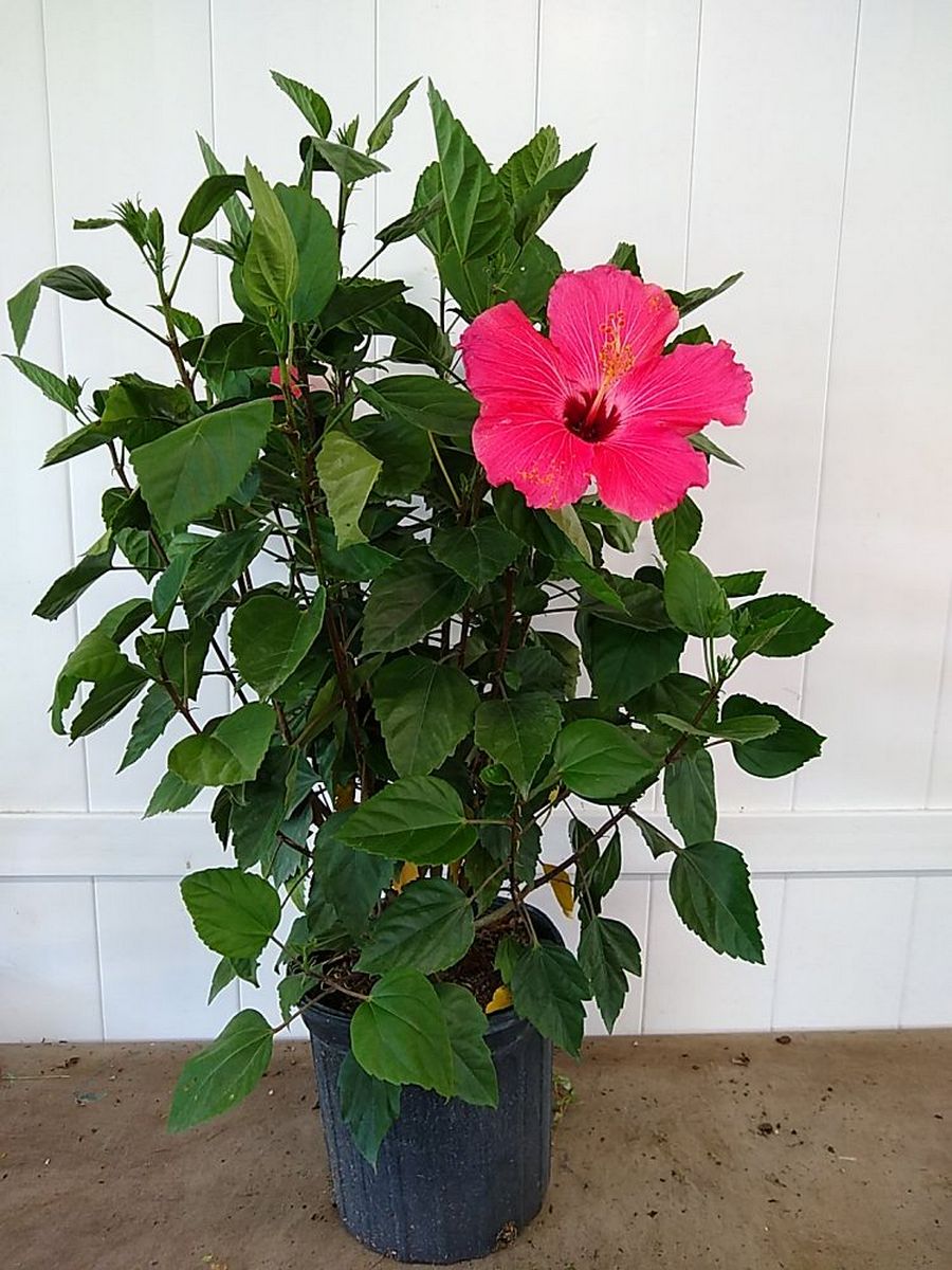 Tropical Hibiscus ‘Pink’
