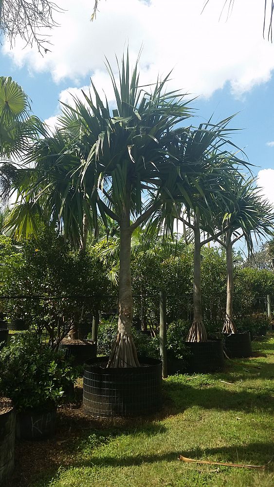 Buy Pandanus utilis, Screw Pine Free Shipping over 100