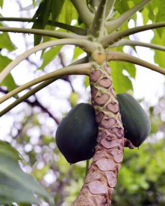 papaya