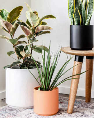 Plant Pots