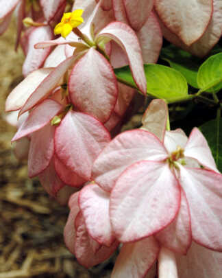 peach mussaenda