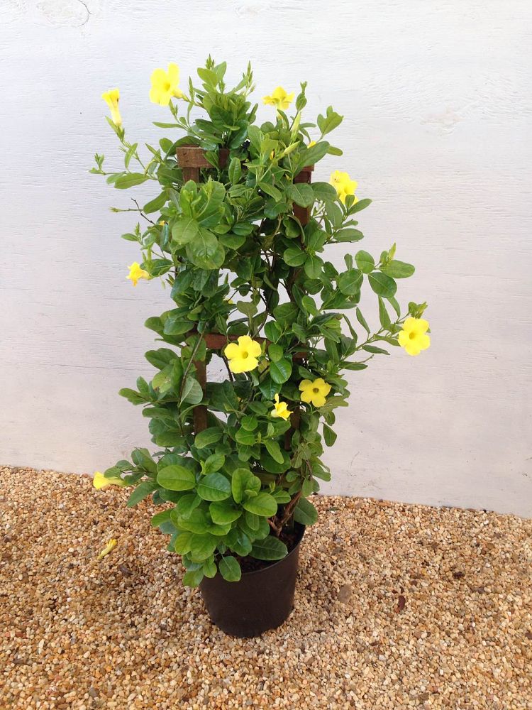 Pentalinon luteum, Wild Allamanda, Yellow Mandevilla, Yellow Dipladenia PlantVine