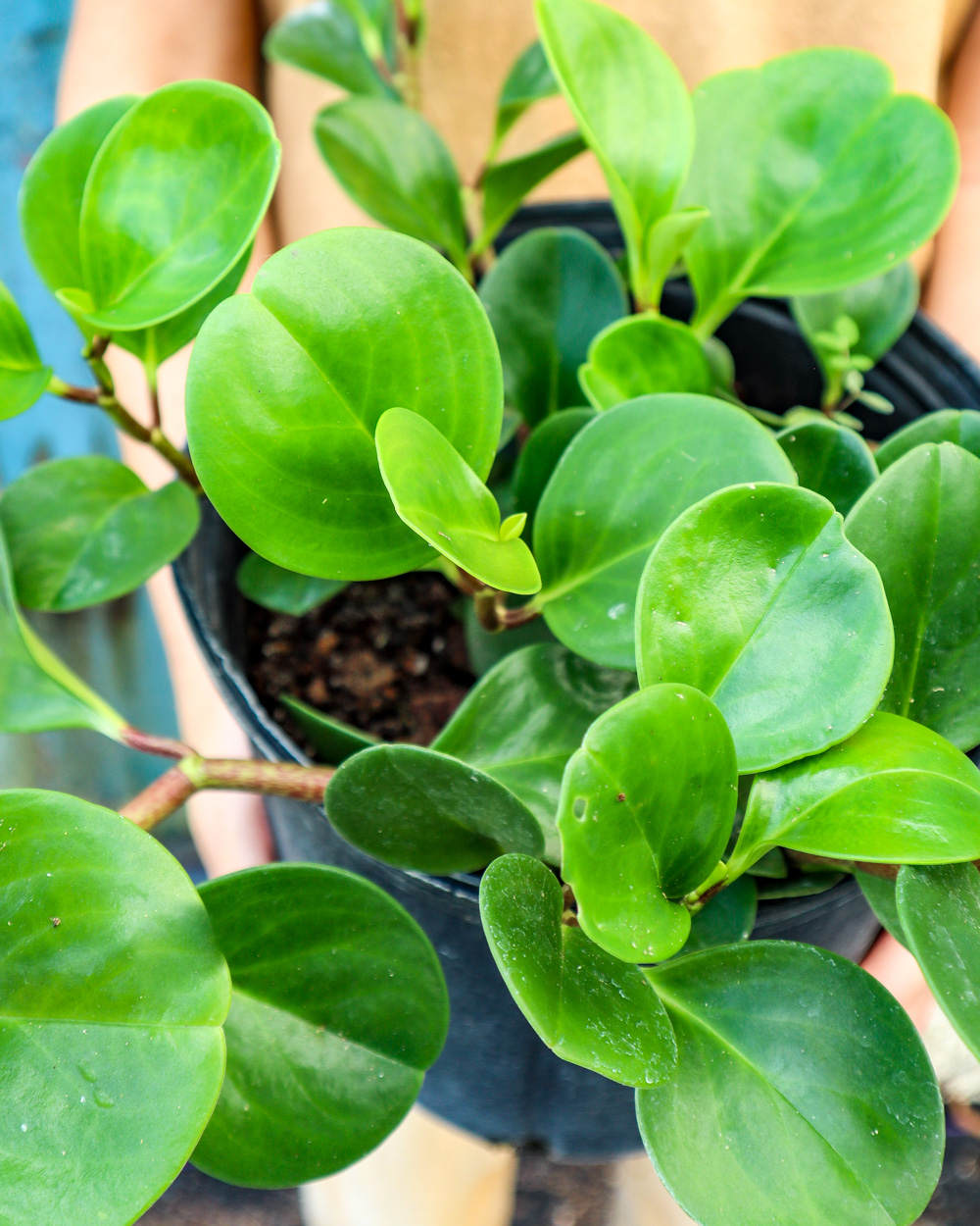Buy Peperomia obtusifolia, Baby rubber plant Free