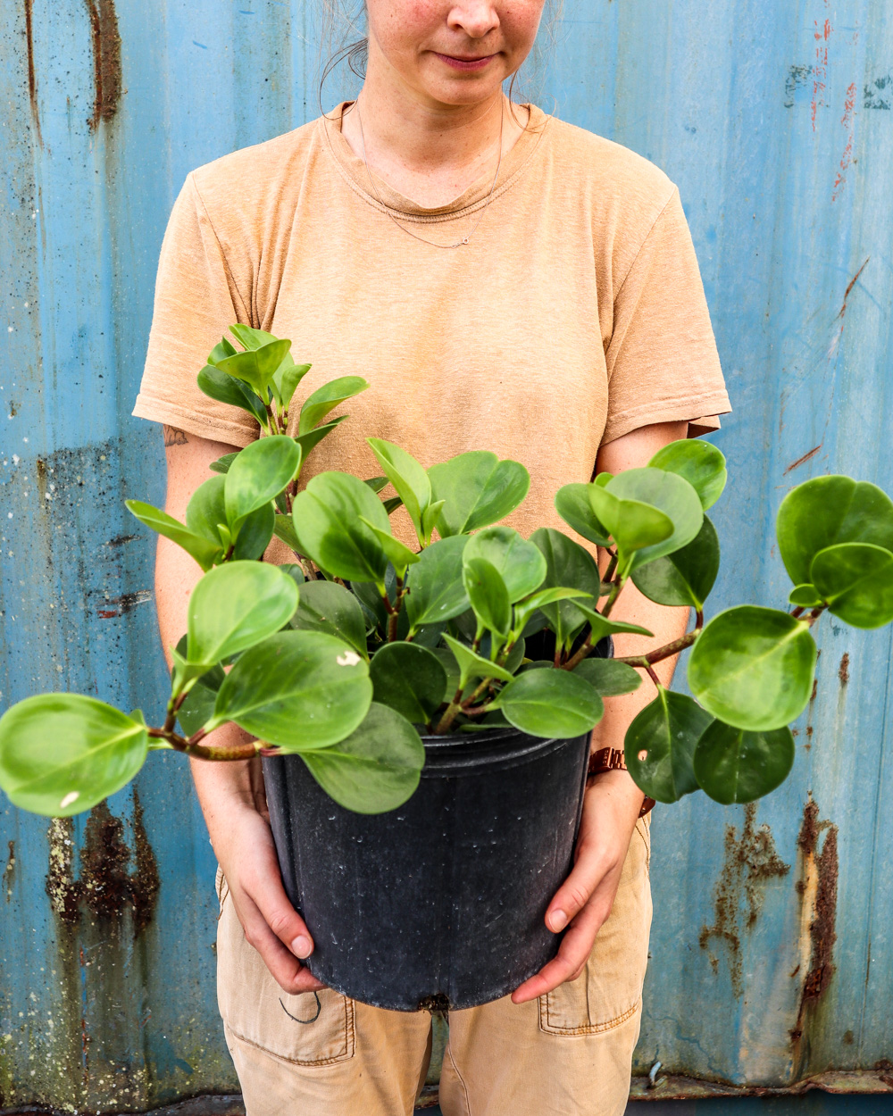 baby rubber plant growing conditions