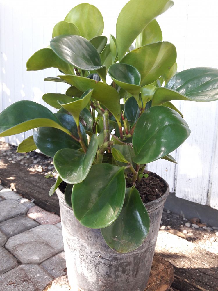 Peperomia obtusifolia, Baby rubber plant PlantVine