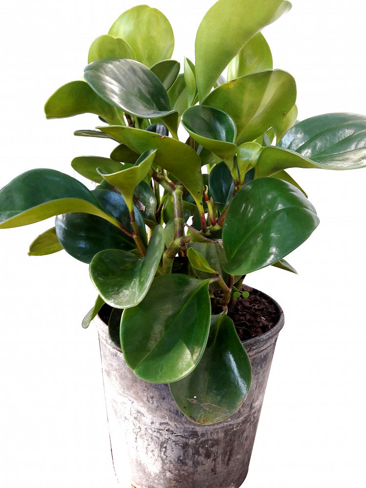 Peperomia obtusifolia, Baby rubber plant PlantVine