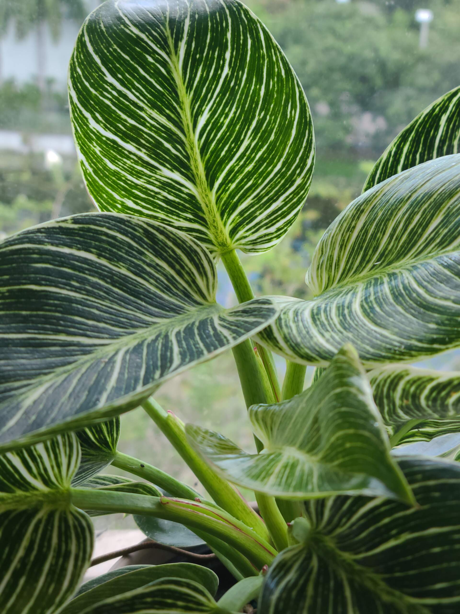 Philodendron Birkin Plant My New Favorite PlantVine
