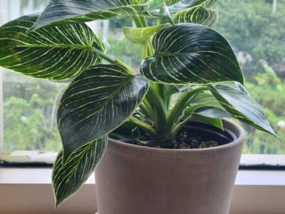 philodendron birkin in pot
