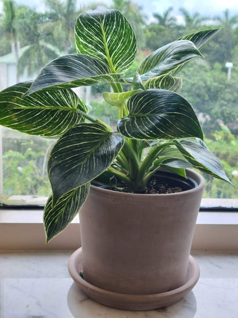 philodendron birkin in pot