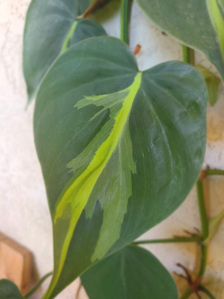 Philodendron Brasil