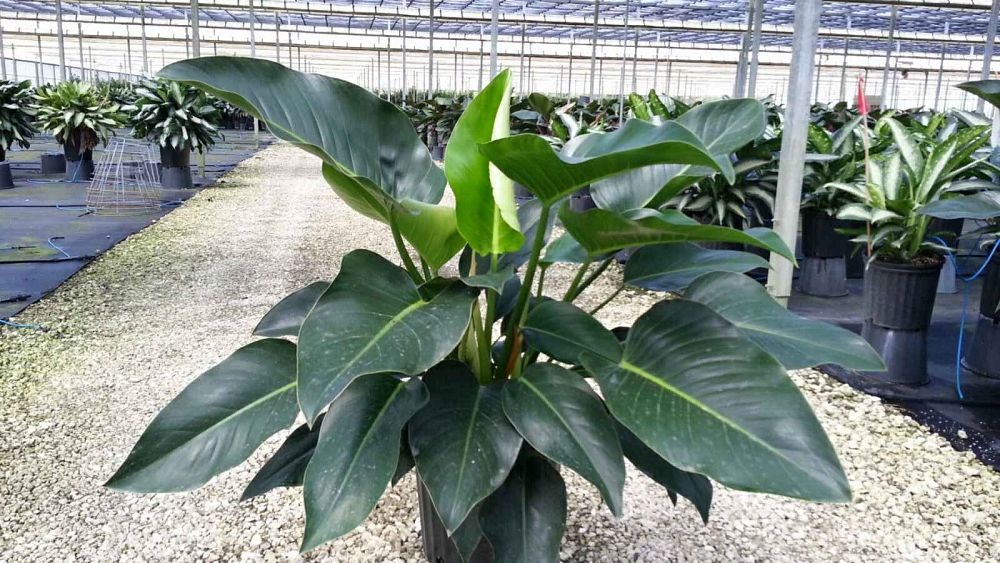 Philodendron 'Congo', Green Congo Philodendron PlantVine
