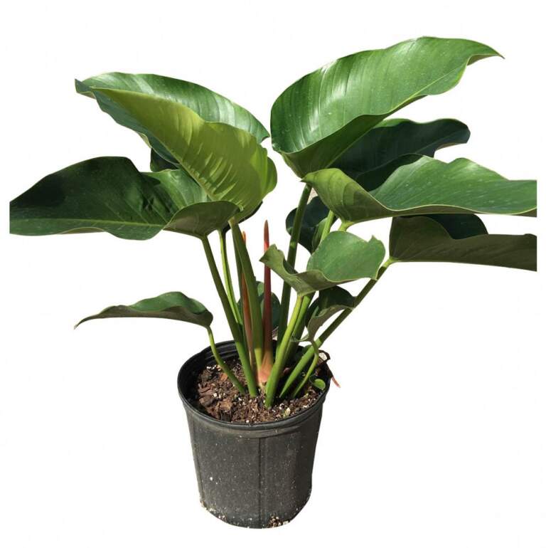 Philodendron ‘Congo’, Green Congo Philodendron PlantVine