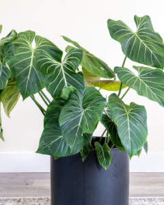 Philodendron Gloriosum