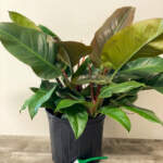 philodendron imperial red