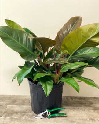 philodendron imperial red