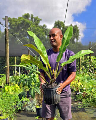 philodendron lingulatum herculanum
